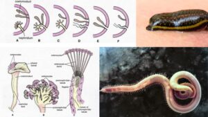 Phylum Annelida - Definition, Characteristics, Classification, Examples