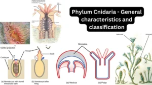 Phylum Cnidaria – General characteristics and classification