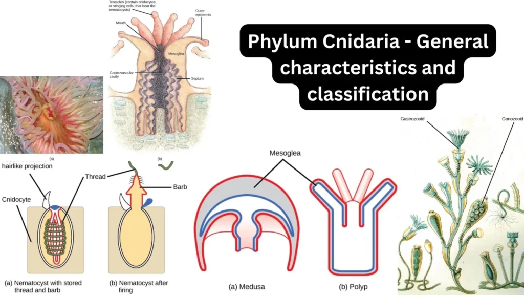 cnidarians characteristics