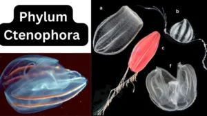 Phylum Ctenophora - Characteristics, Classification, Examples