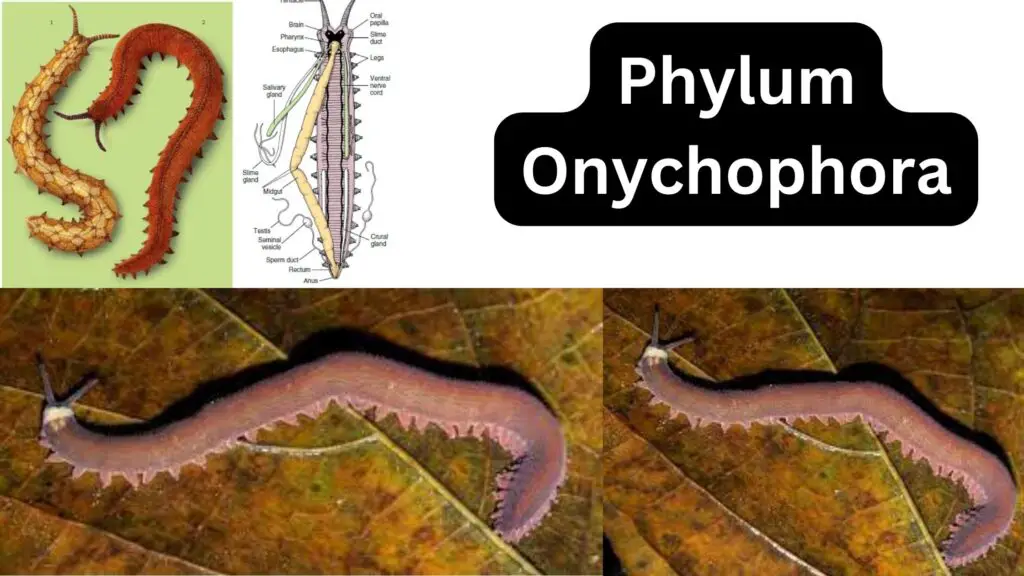 onychophora