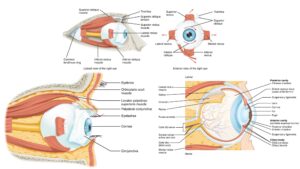 Physiology of Vision - Eye Structure, Function, Vision Mechanism