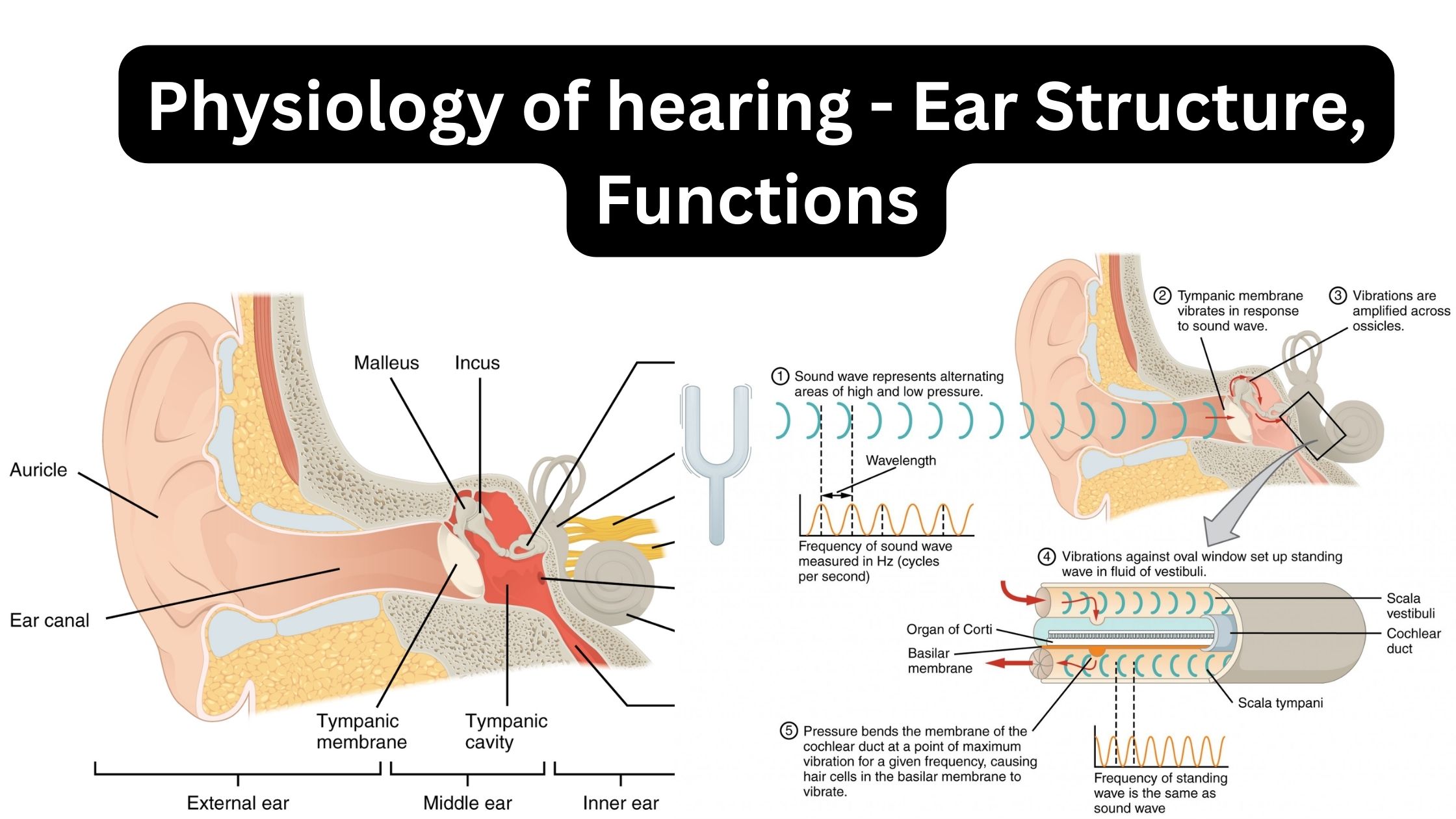 Physiology of hearing - Ear Structure, Functions