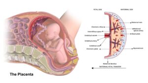 Placenta - Definition, Structure, Types, Functions
