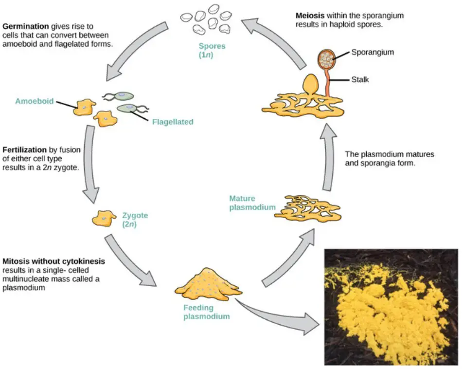 Plasmodial slime mold life cycle