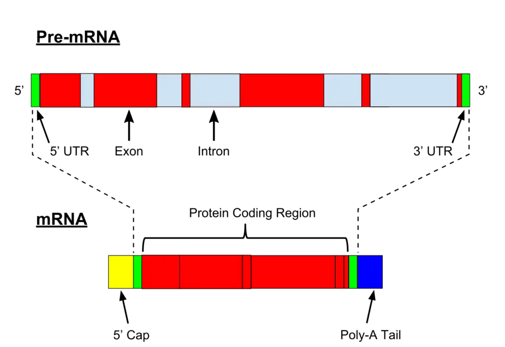 mRNA processing
