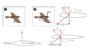 Principles and aerodynamics of flight in Aves (bird) and Flight adaptations