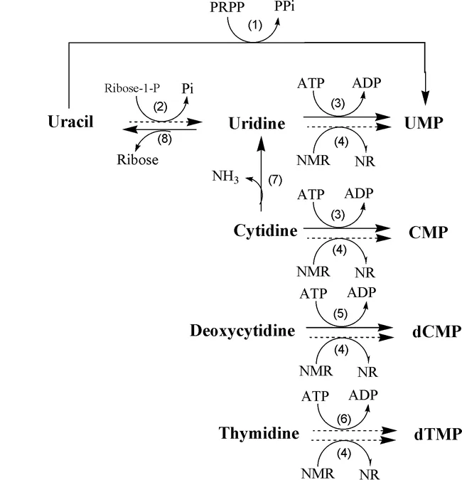  Pyrimidine salvage and related pathways in plants
