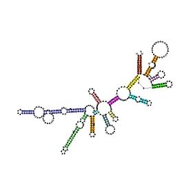 Ribosomal RNA (rRNA) - Structure and Functions