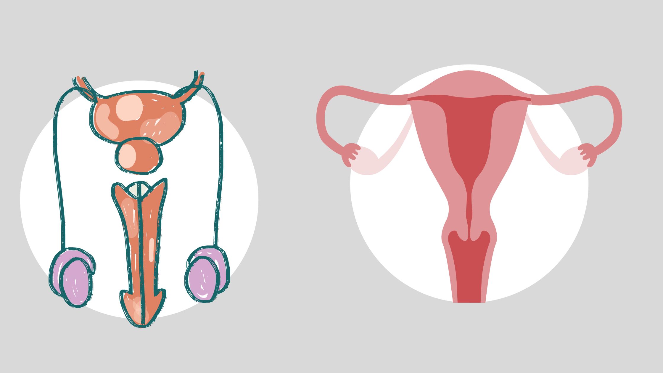 Reproductive System - Development and Differentiation
