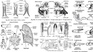 Respiratory System of Vertebrata - Skin, Gills, Lungs and Air Sacs