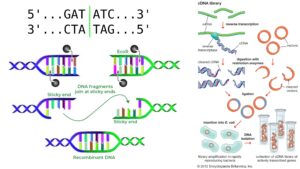 Restriction Enzyme (Restriction Endonuclease) - Definition, Types, Examples, Functions