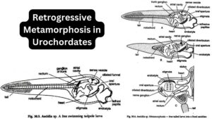 Retrogressive Metamorphosis in Urochordates