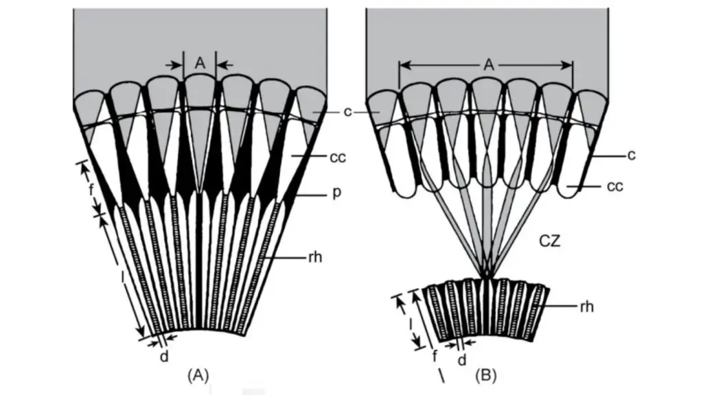 Schematic Diagrams of the Two Main Compound-Eye Designs