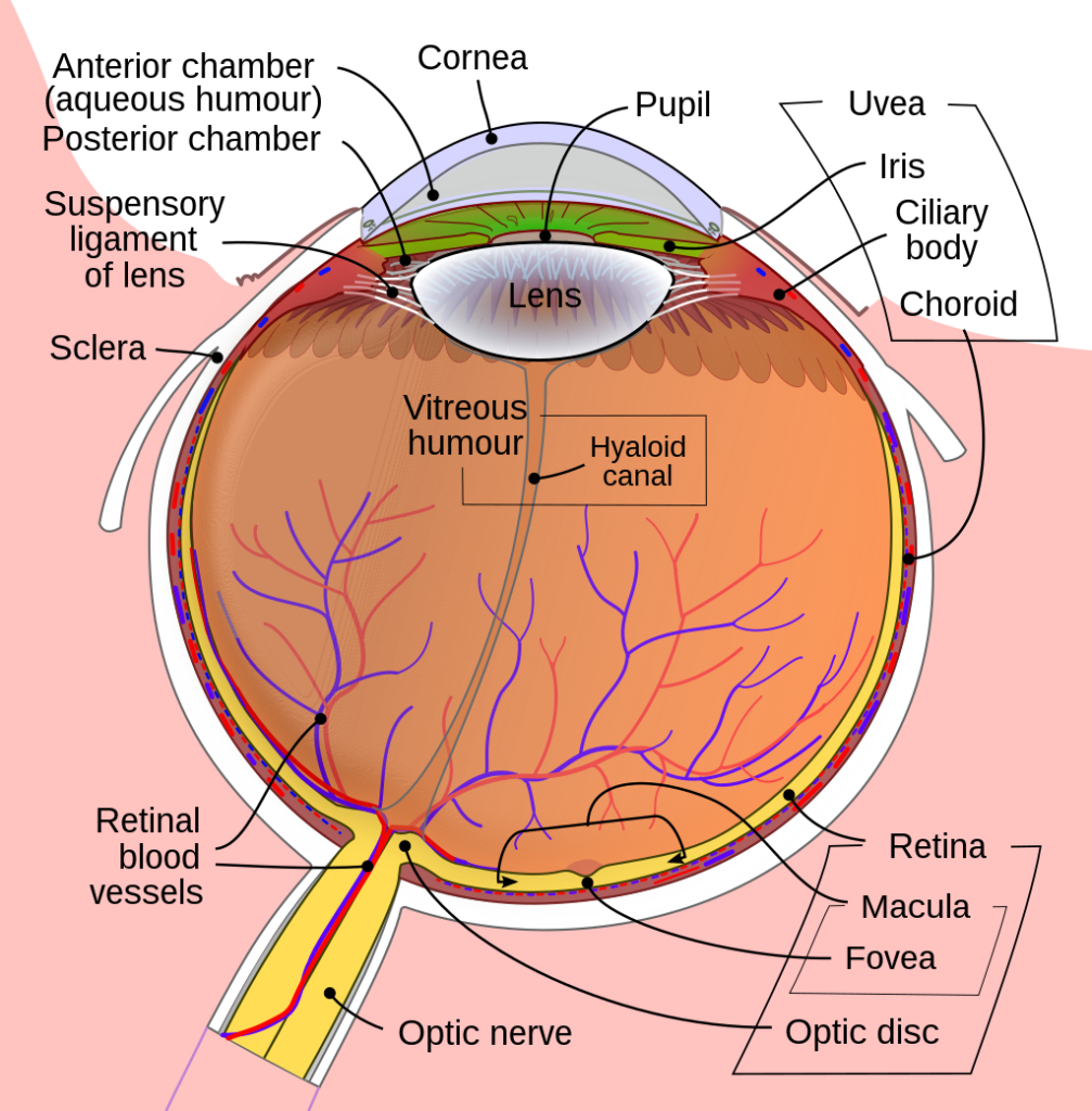 Anatomy Of Eye - Structure of Eye