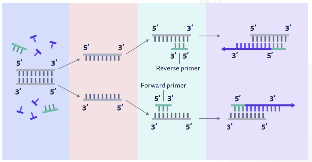 Forward and Reverse Primers
