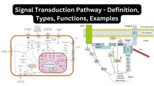 Signal Transduction Pathway - Definition, Types, Functions, Examples