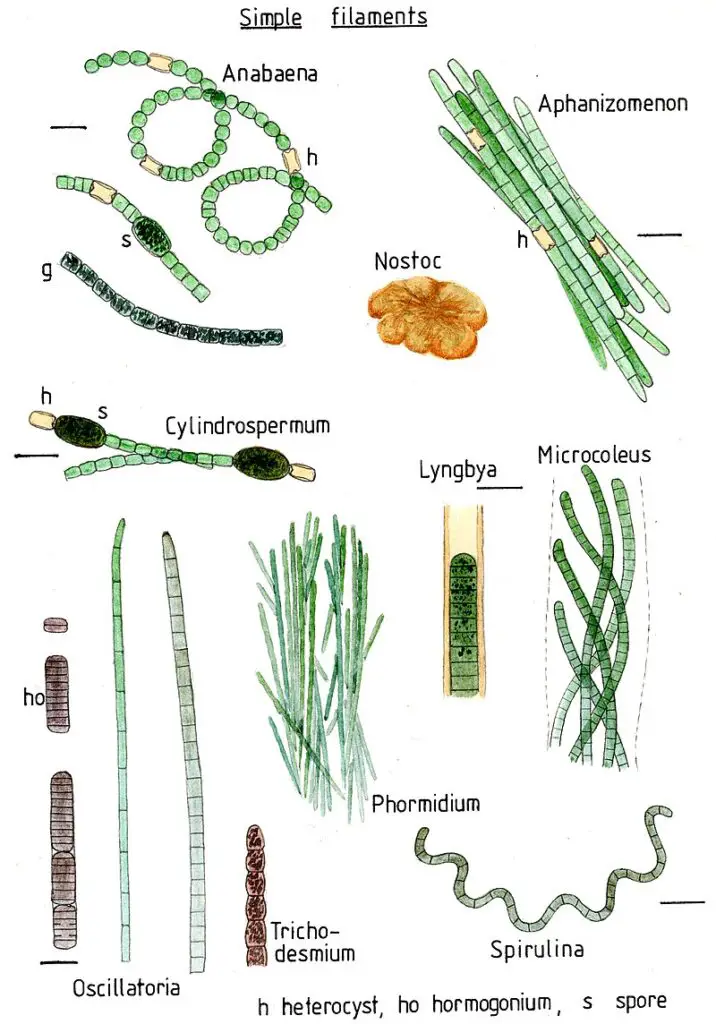 Simple cyanobacterial filaments Nostocales, Oscillatoriales and Spirulinales

