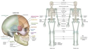 Skeletal System - Definition, Types, Anatomy, Functions