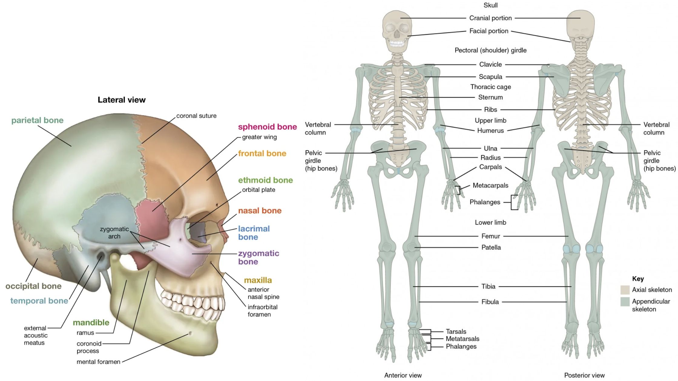 Skeletal System - Definition, Types, Anatomy, Functions