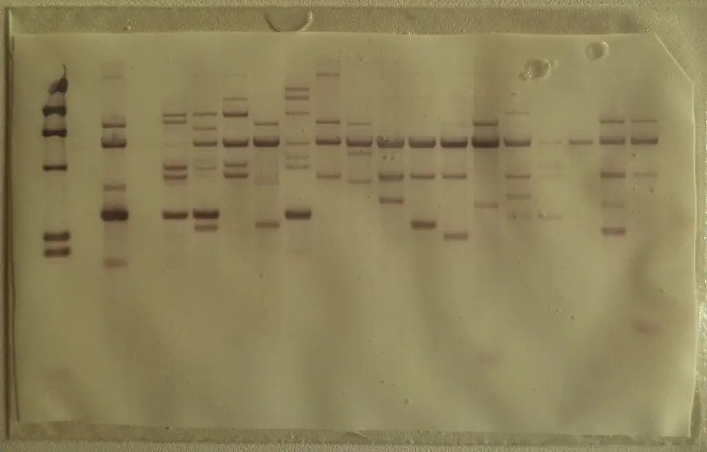 Southern blot membrane after hybridization and rinsing.

