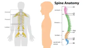 Spinal Cord - Definition, Structure, Functions