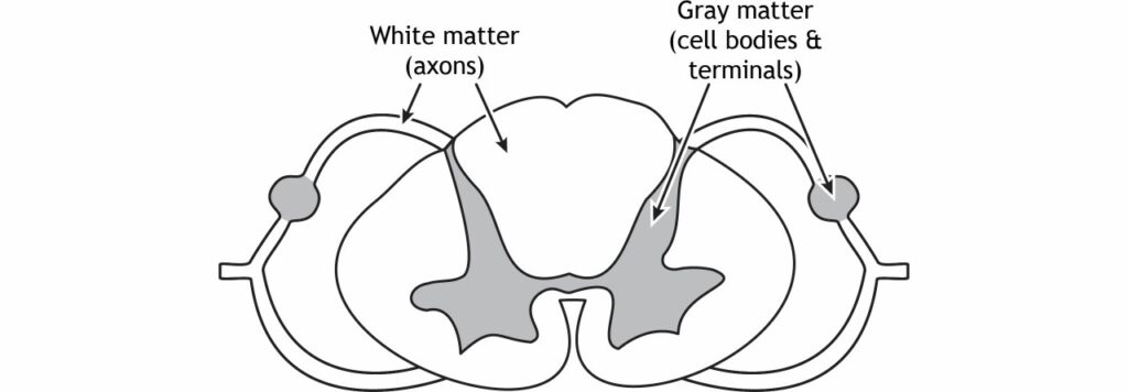 The spinal cord can be divided into white and gray matter.