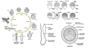 Stages in the development of frog - Pre-embryonic, Embryonic and Post-embryonic Development