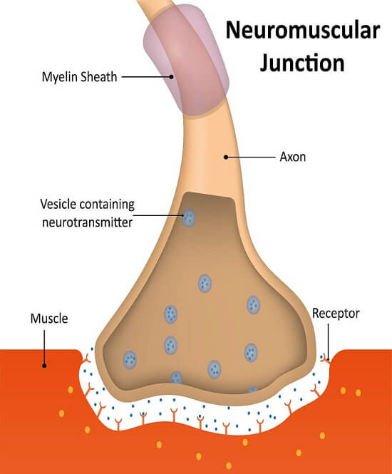 A diagram showing the structure of a neuromuscular junction. 