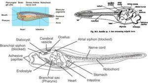 Study of larval forms In Protochordates