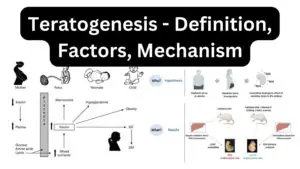 Teratogenesis - Definition, Factors, Mechanism