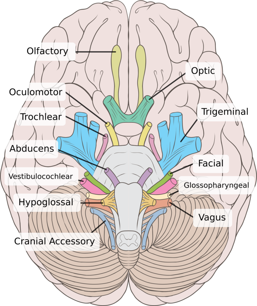 The cranial nerves