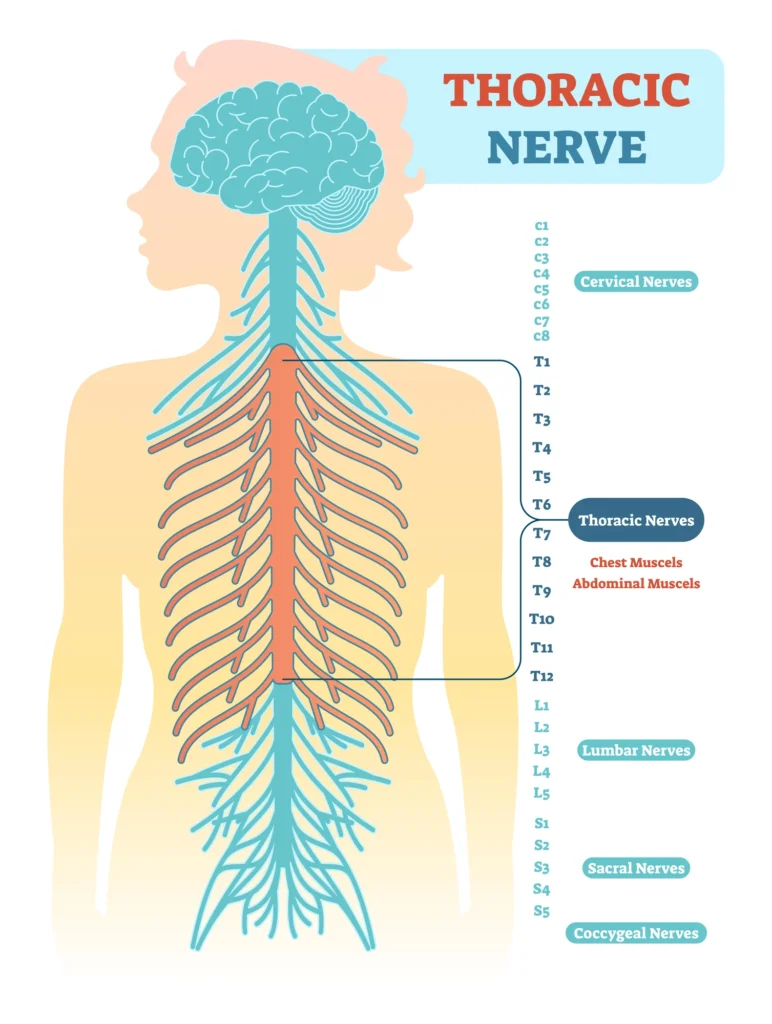 Thoracic Nerves
