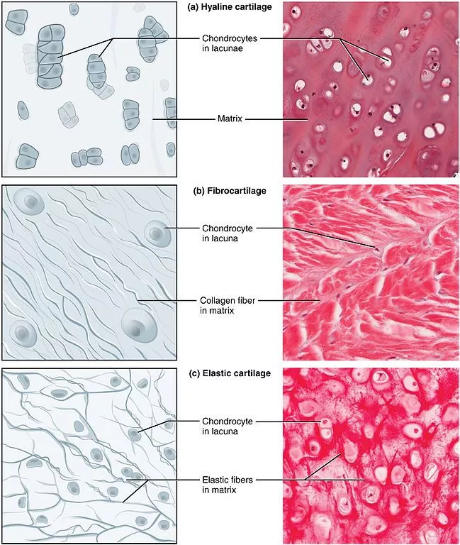 Types of Cartilage