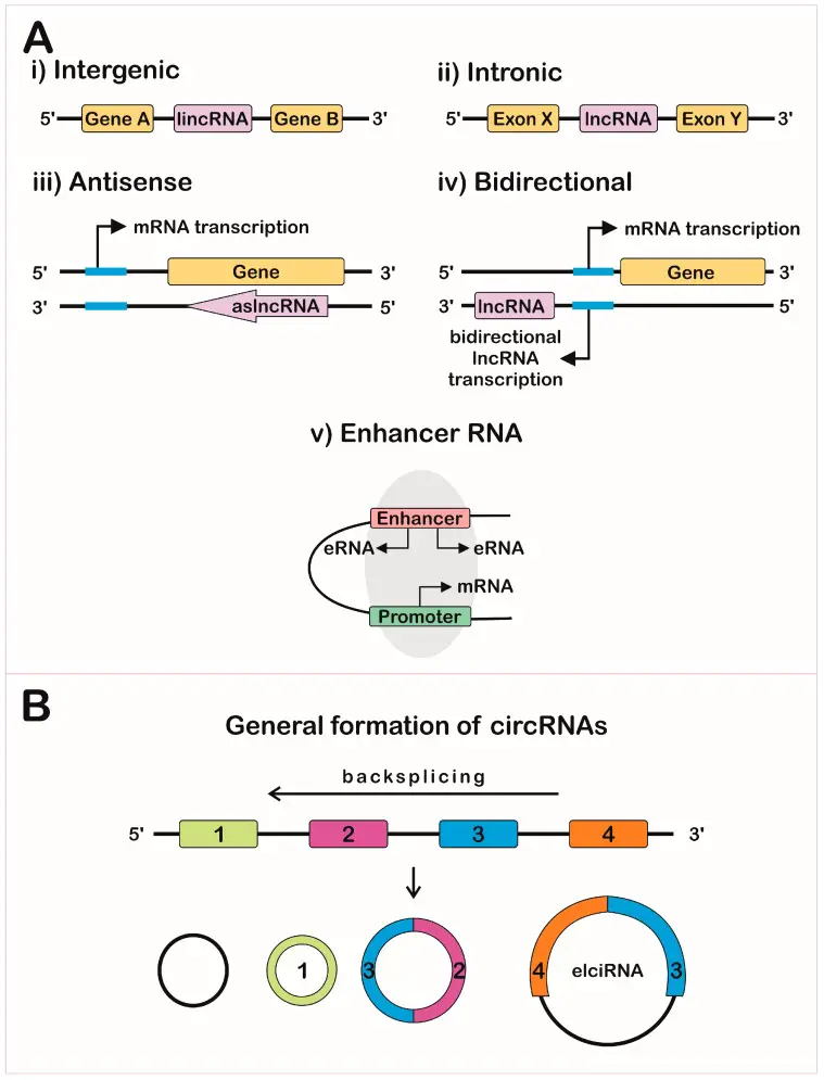 Different types of long non-coding RNAs.