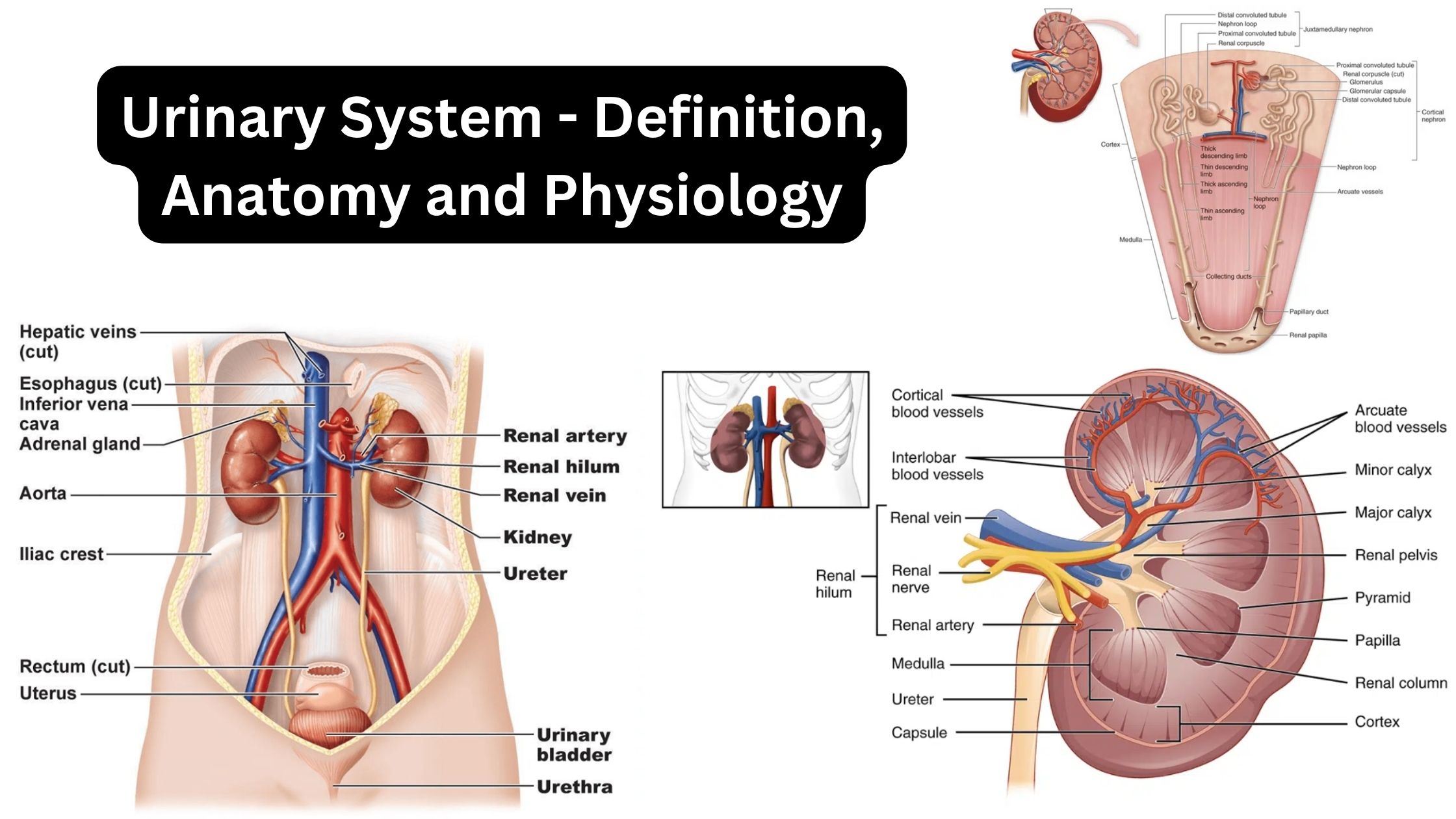 Urinary System - Definition, Anatomy and Physiology