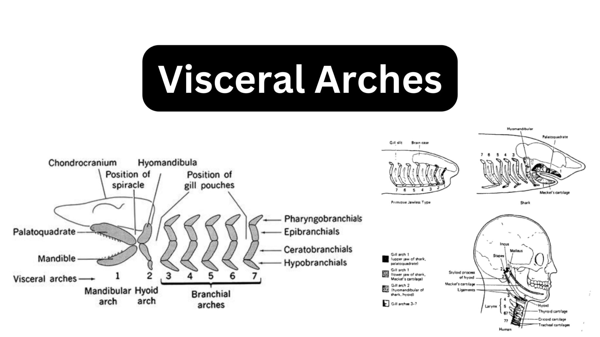 Vertebrata – Микробиологична бележка