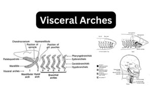 Visceral Arches