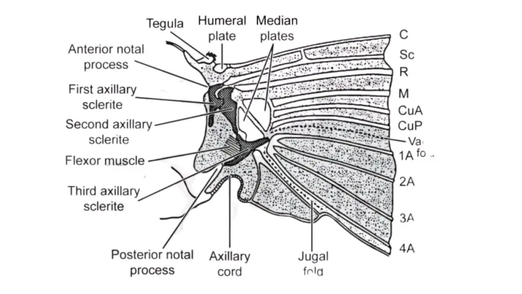 Wing articulation with thethorax