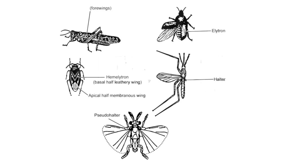 Wing modifications in insects