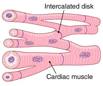 Cardiac Muscle Tissue