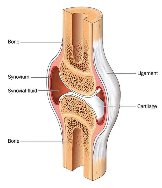 Differences Between Bones and Cartilage - Bones vs Cartilage