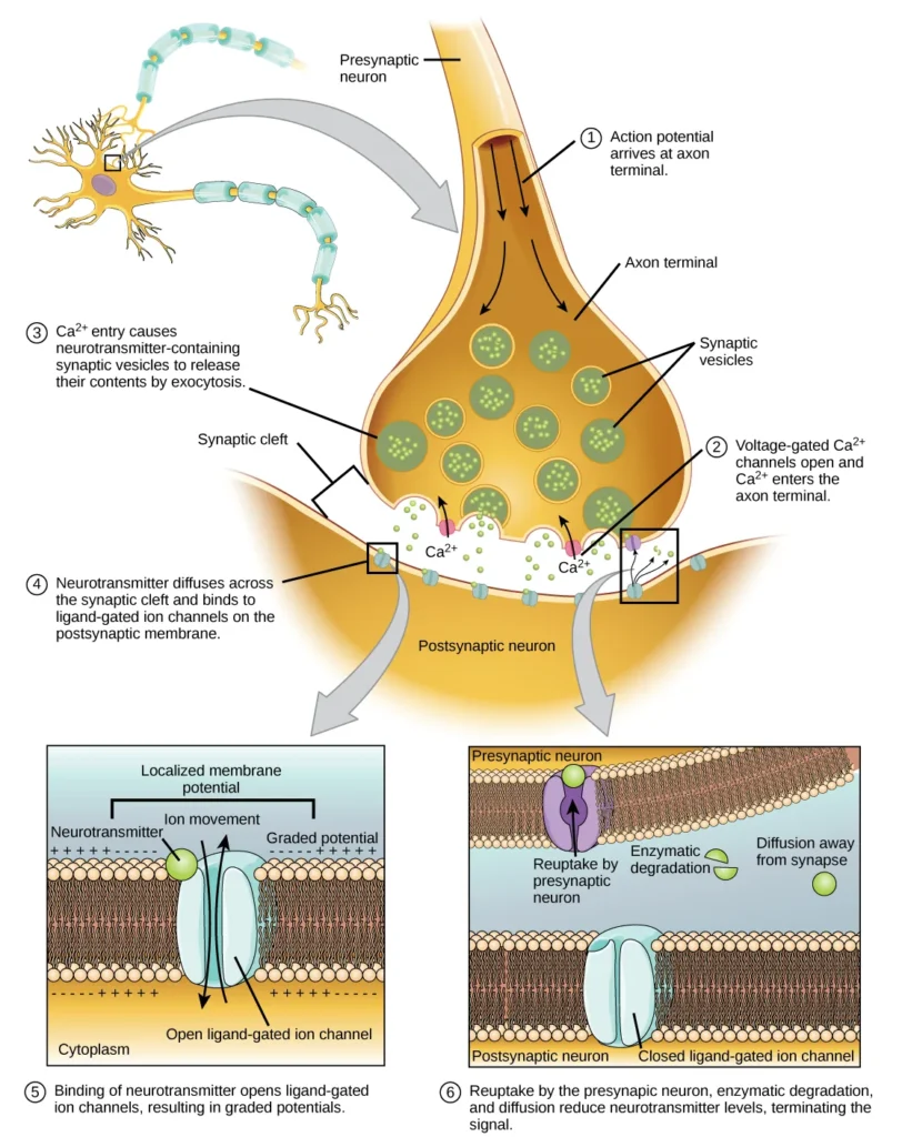  Communication at chemical synapses requires release of neurotransmitters. When the presynaptic membrane is depolarized, voltage-gated Ca2+ channels open and allow Ca2+ to enter the cell. The calcium entry causes synaptic vesicles to fuse with the membrane and release neurotransmitter molecules into the synaptic cleft. The neurotransmitter diffuses across the synaptic cleft and binds to ligand-gated ion channels in the postsynaptic membrane, resulting in a localized depolarization or hyperpolarization of the postsynaptic neuron.
