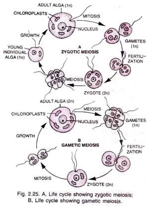 Reproduction In Protista and Life Cycle