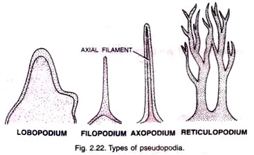 Types of Pseudopodia