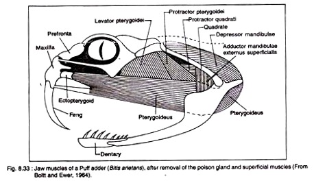Structural elements of the skull