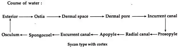 Sycon type with cortex