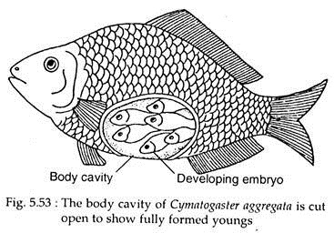 Viviparous Bony Fishes