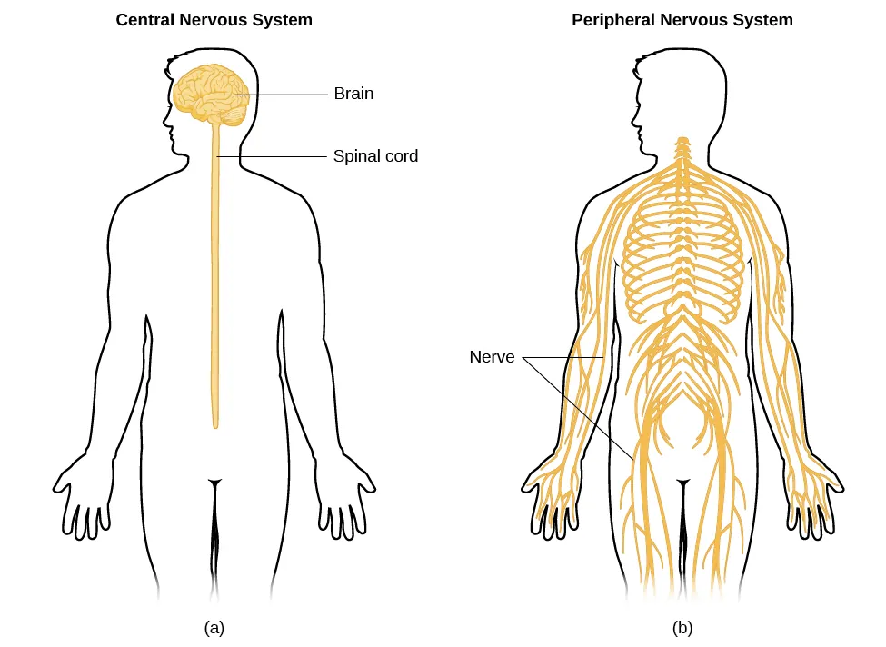 Nervous System Structure and Diagram