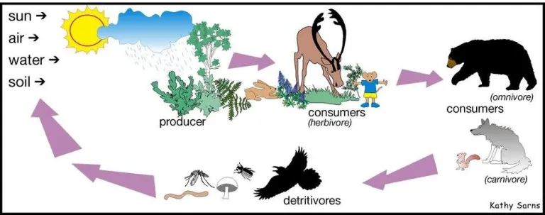 detritus food chain diagram